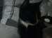 Female cat &pound;20