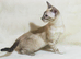 Meet Bonnie, Snow Lynx Bengal Girl, Ready to Leave