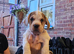 French bulldog x Show cocker spaniel pups