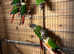 Conures