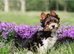 Purebred Biewer Terrier Puppies