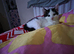 10 week old female kitten