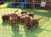 Dachshund chocolate and tan puppies