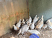 Bobwhite quails for sale