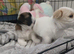 Beautiful shih tzu girls