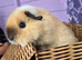BABY TEDDY SOWS