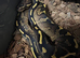 Royal Pythons