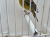 BEAUTIFUL COCK OF LIZARD CANARY