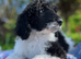 Standard Poodle
