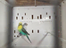 Blackwing budgie pair
