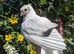 Hand reared fancy young pigeons!