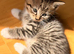 One little tabby kitten for sale