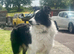 **The prettiest long-coated Border Collie Puppies you will see today**