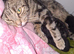 3 beautiful kittens for sale
