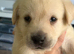 2 beautiful Labrador puppies left 1 male 1 female