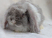 Mini lop