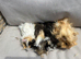 4 very Handsome long haired baby guinea pigs.