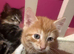 3 girls and 1 boy kitten
