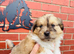 Sheltie cross puppies