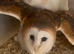 Breeding pair of barn owls