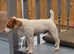 Jack the jack russell stud dog