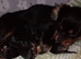 Cavalier King Charles Male Puppies