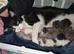 Kittens for sale