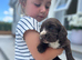 One stunning chocolate girl available