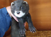 Polecat kits available