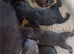 KC Quality loving Puppies