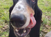 Professional Dog walking and Sitting in Reading and surrounding towns and villages