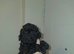 Shihpoo puppies for sale