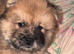 Fawn Merle chow chow