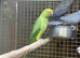 Green ring neck