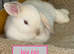 Double Maned Lionheads READY NOW