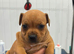 Staffordshire bull terrier pups