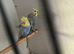 Rainbow helicopter budgie pair