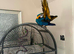 Blue & gold macaw