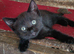 9 beautiful kittens from 2 queens