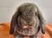 French lop baby Doe