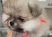 Beautiful Pom puppies for sale in Gainsborough
