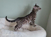 Fully Health Tested Bengal Kittens