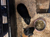 x4 female guinea pigs