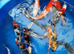 koi high grade from £5 see pics