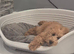 Male poodle pups for sale.