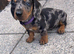 Dachshund