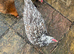 Have few laying hens for sales