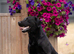 KC Reg Black Labrador fully health tested