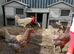 Chicken brood