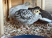 Button Quail